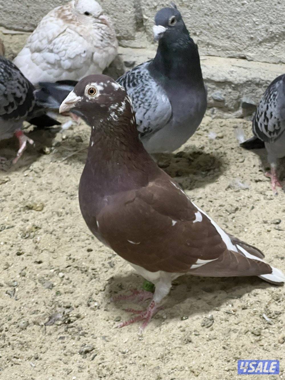 للبيع جبره حمام زاجل3