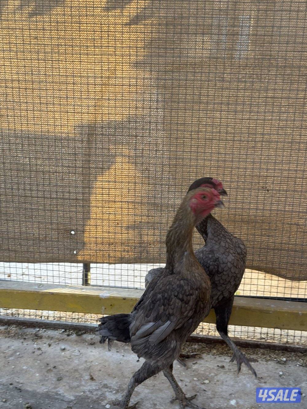 دجاج فايتر للبيع0