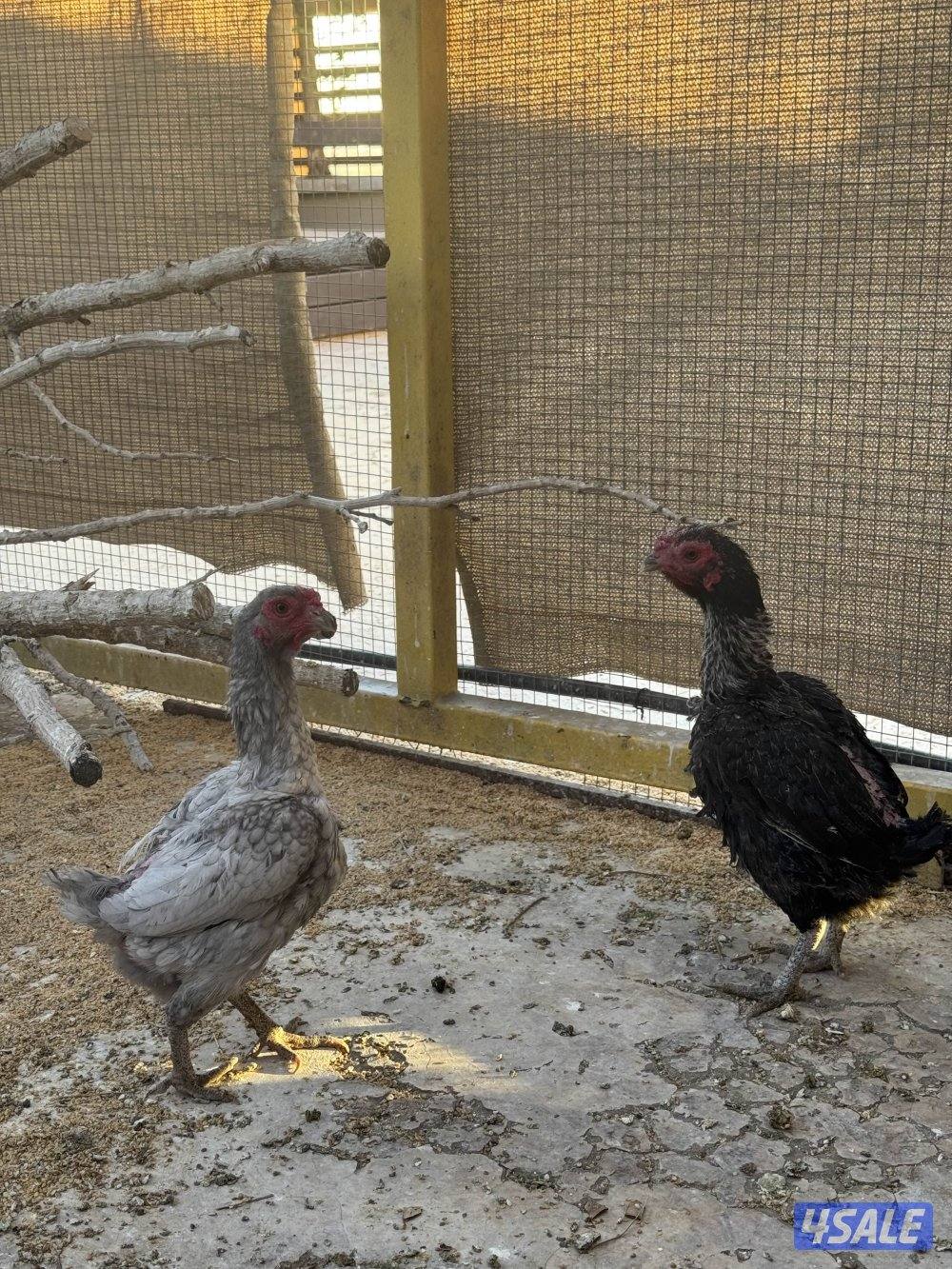 دجاج فايتر للبيع1