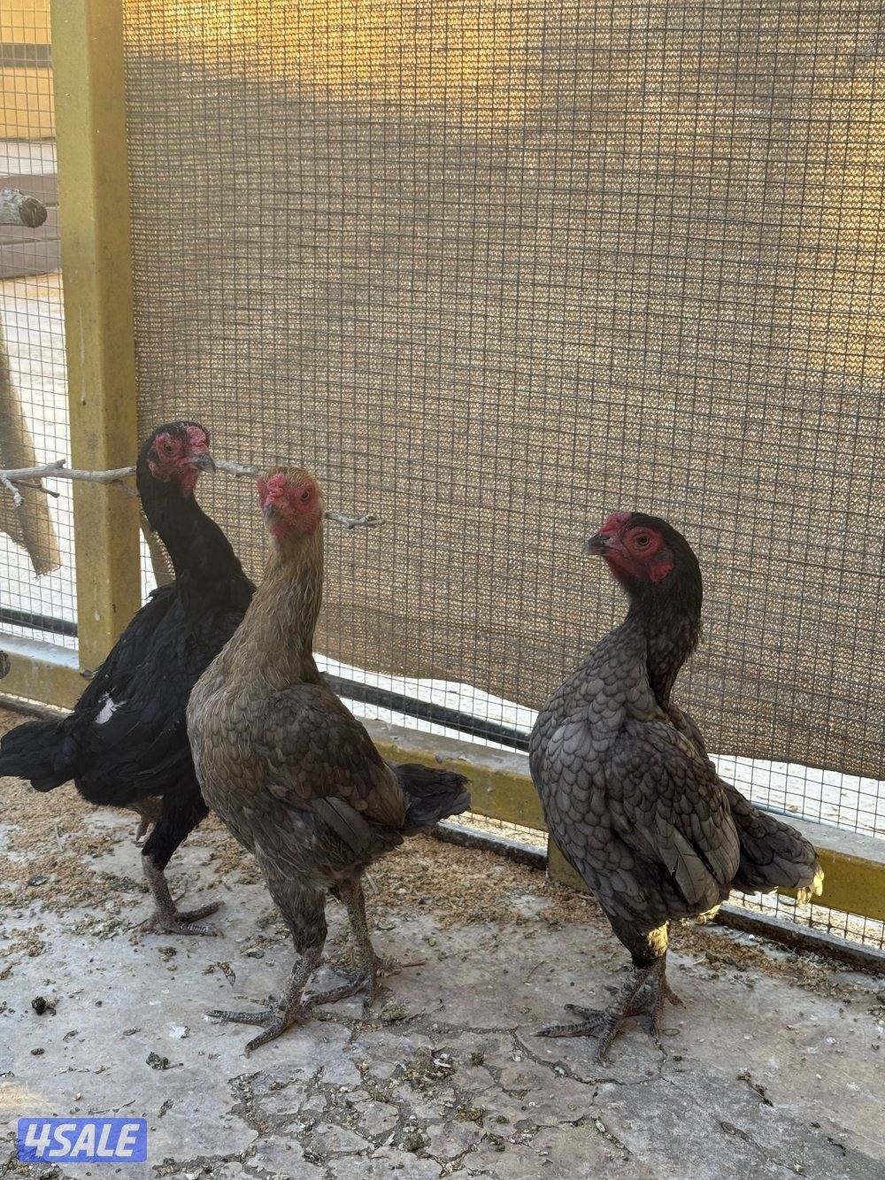 دجاج فايتر للبيع2