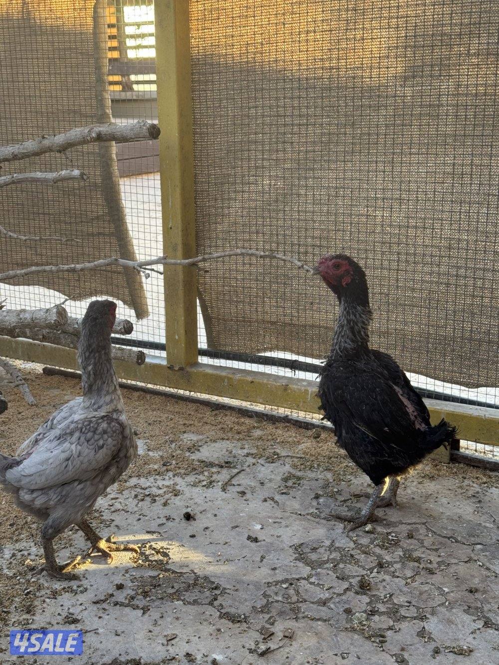 دجاج فايتر للبيع3