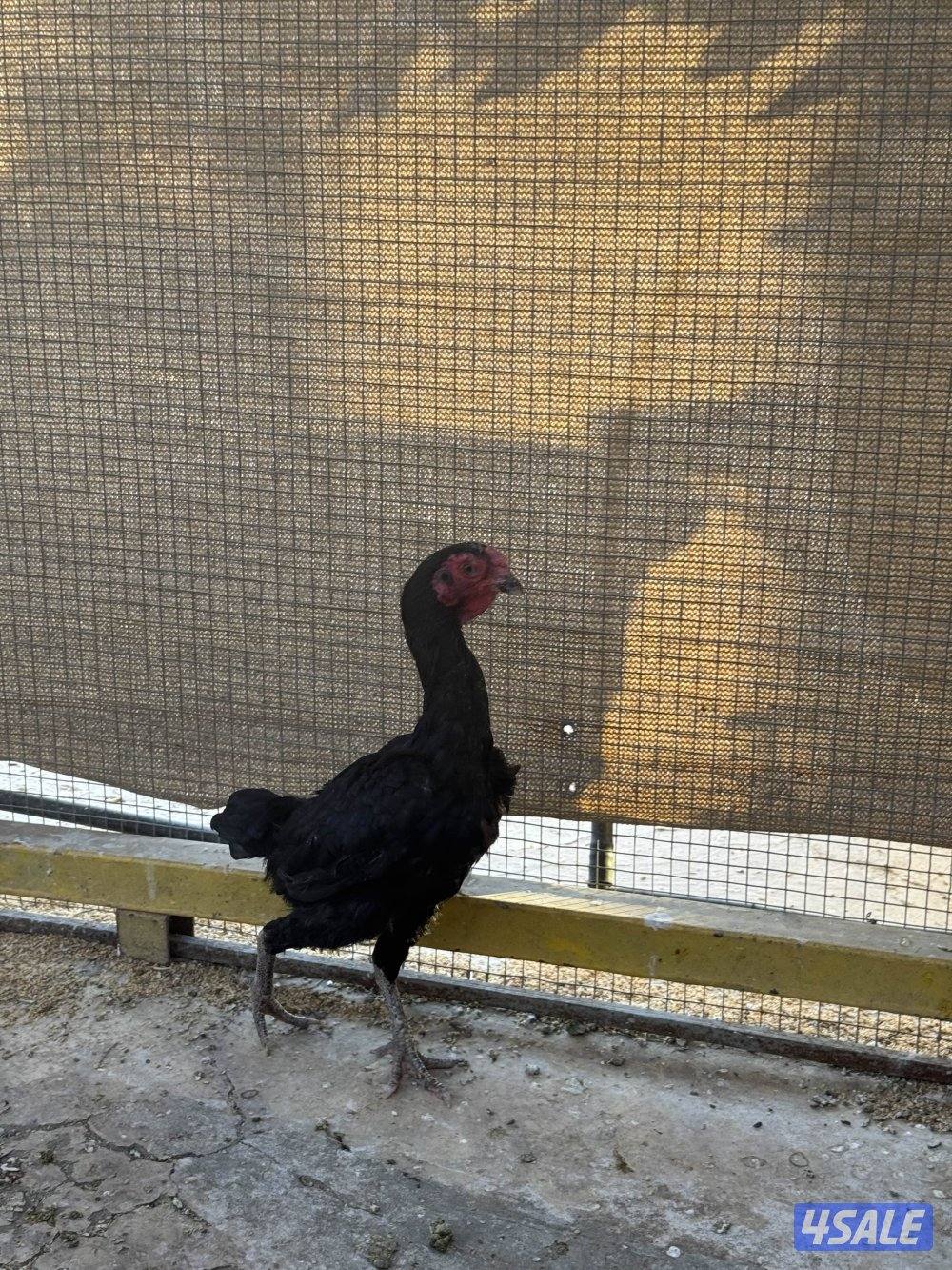 دجاج فايتر للبيع4