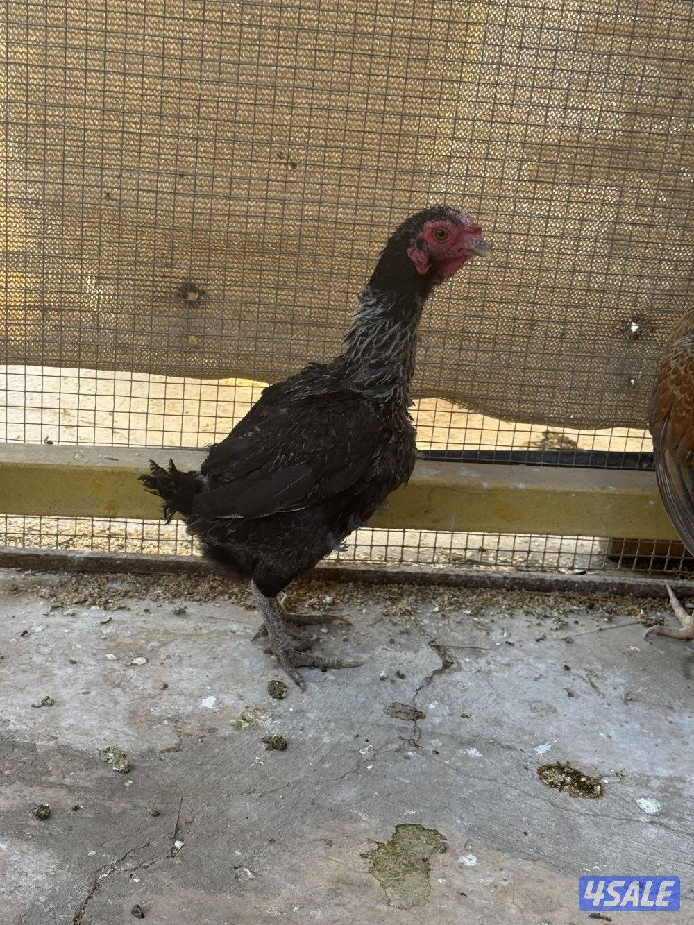 دجاج فايتر للبيع5