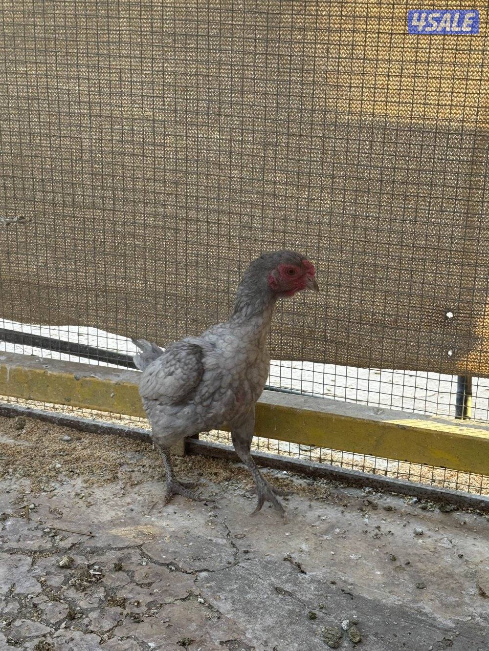 دجاج فايتر للبيع6