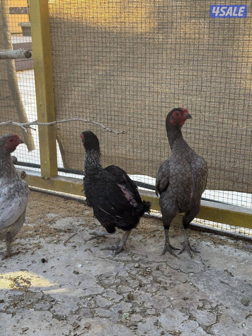 دجاج فايتر للبيع7