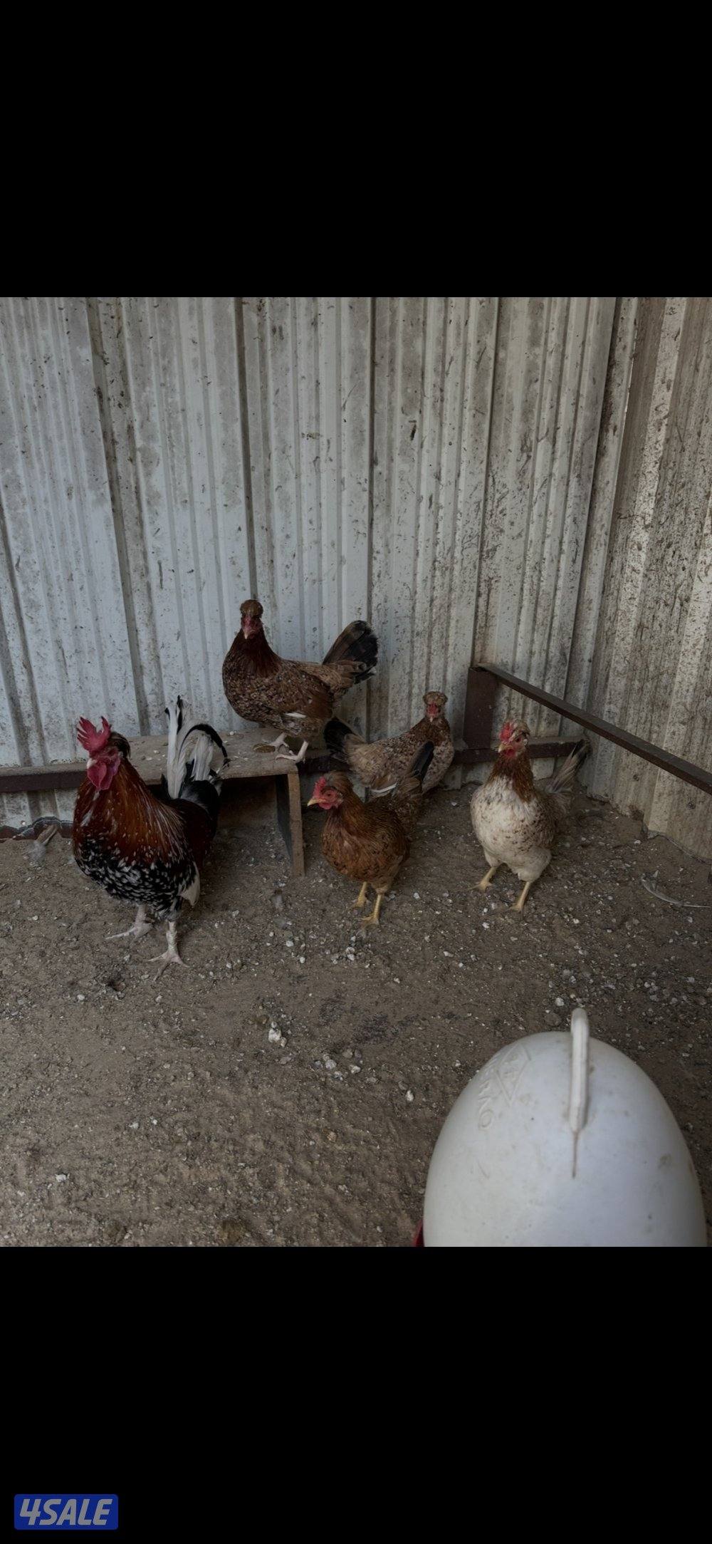 دجاج العربي حبيشيات بالوفره2