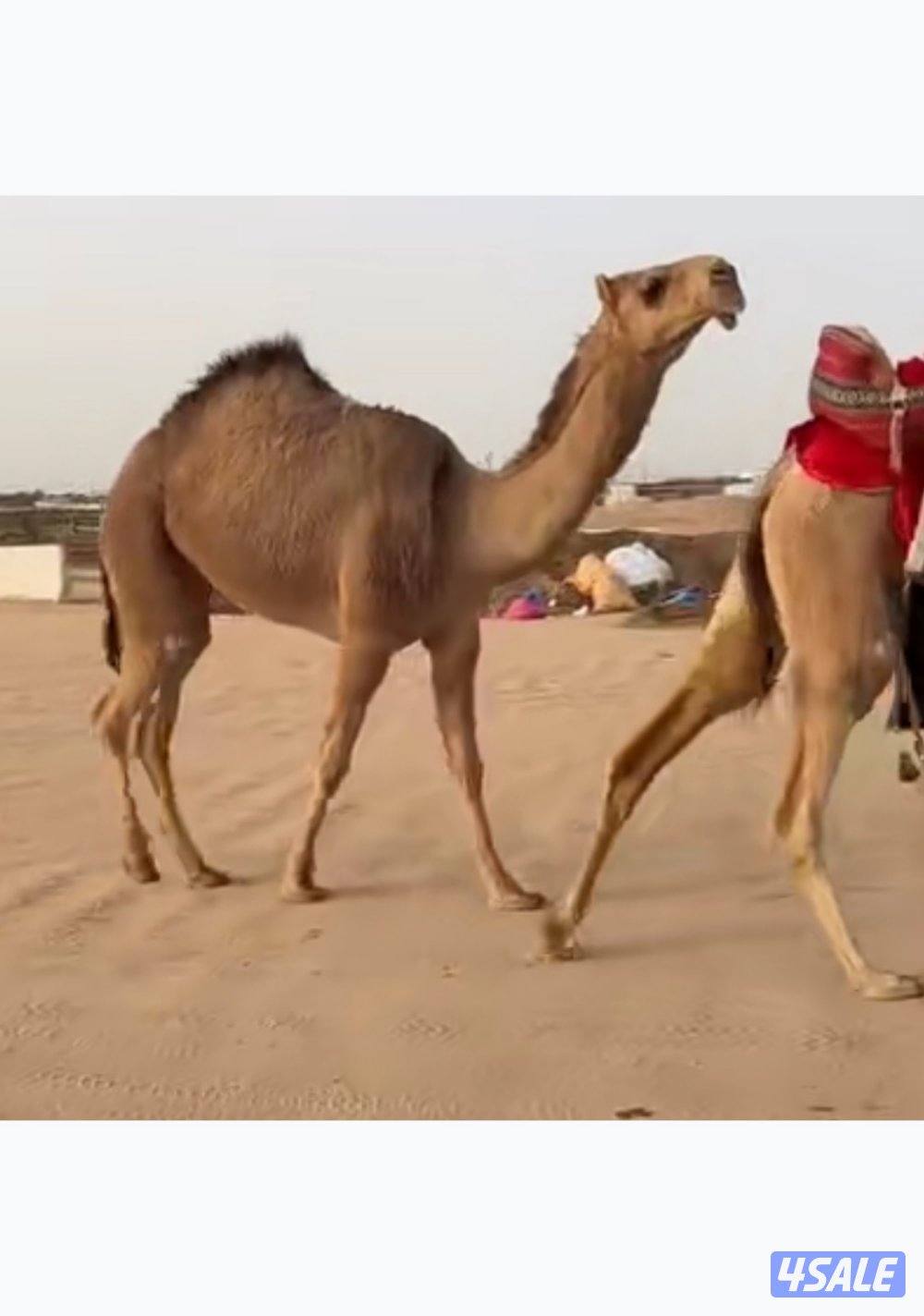 للبيع حقه فرديه جدها بعير المهيلب شرط السللم0