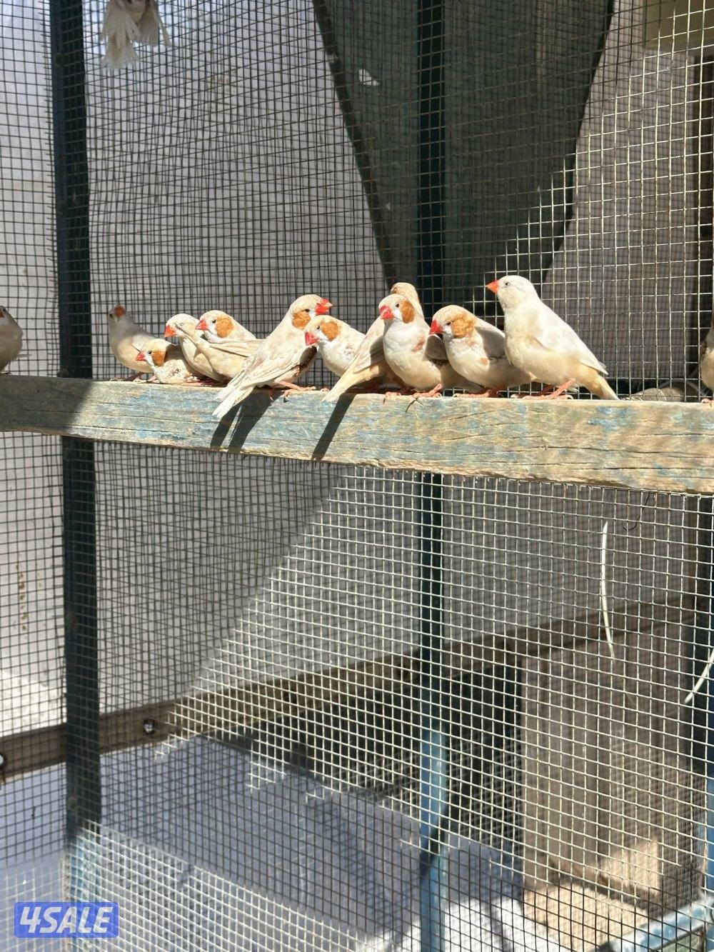 طيور زيبرا0