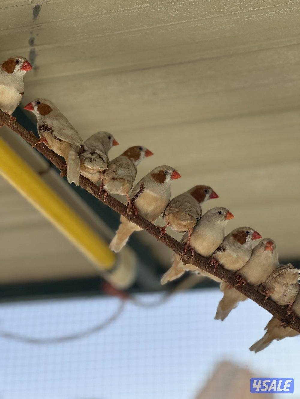 طيور زيبرا1