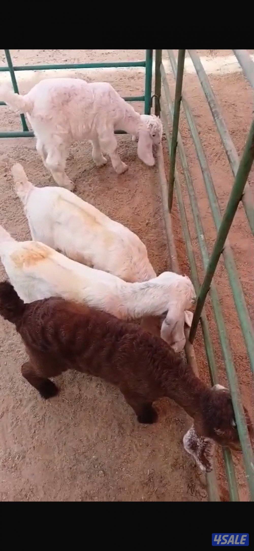 للبيع تيوس العبدلي0