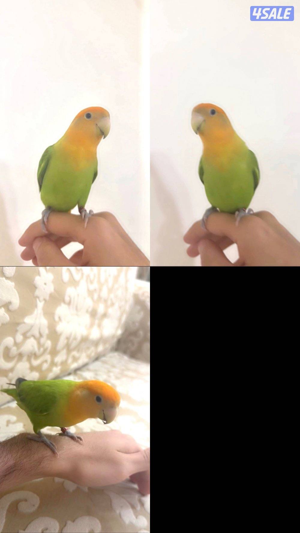 لوف بيرد ربوة1