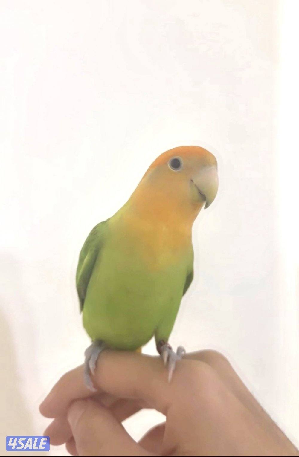 لوف بيرد ربوة0