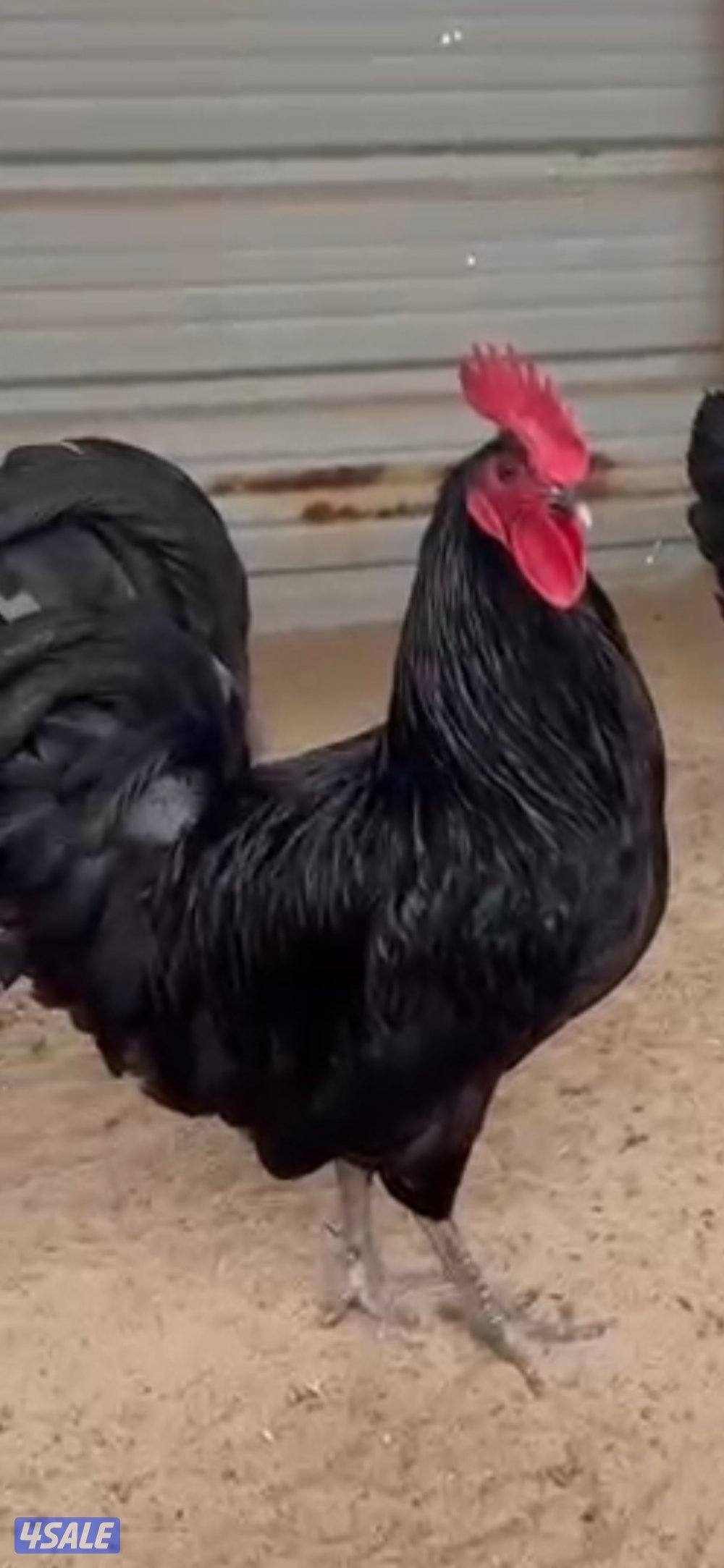 لاكنفلدر ، استرالوب فروخ بط فرنسي العمر من اسبوع الى شهر3