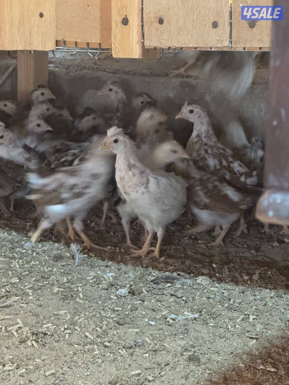 فروخ دجاج عربي قديم ترثه0