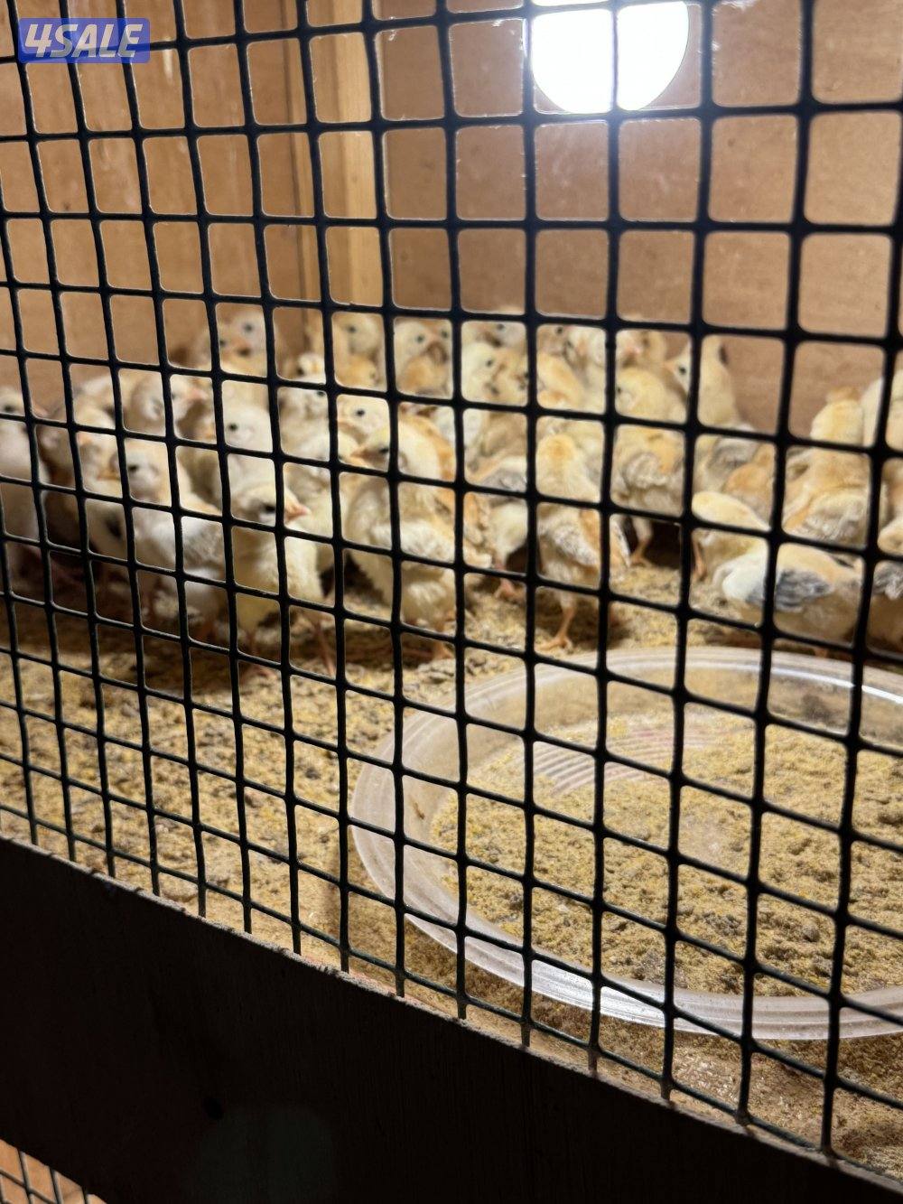 فروخ دجاج عربي قديم ترثه1