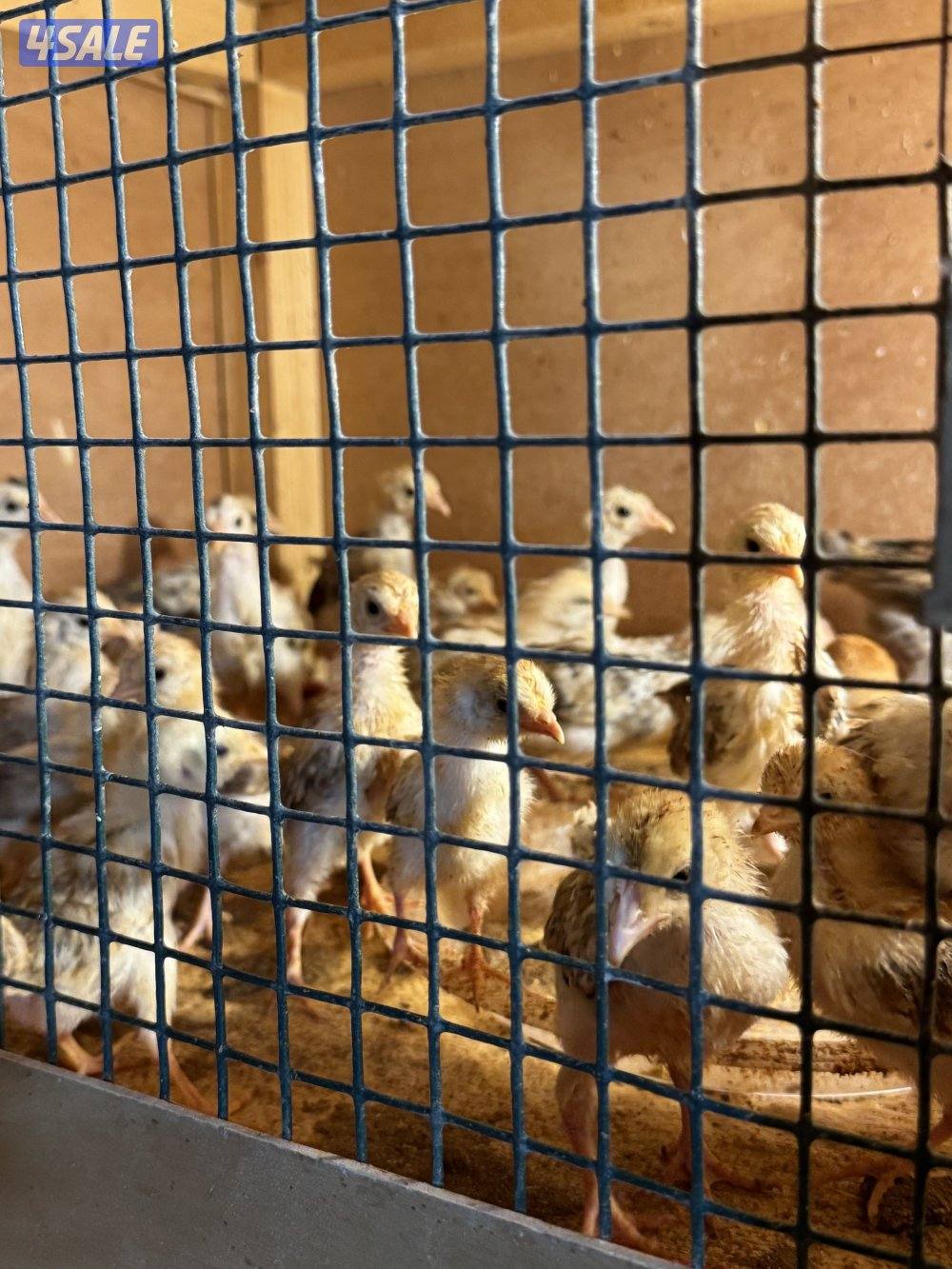 فروخ دجاج عربي قديم ترثه2