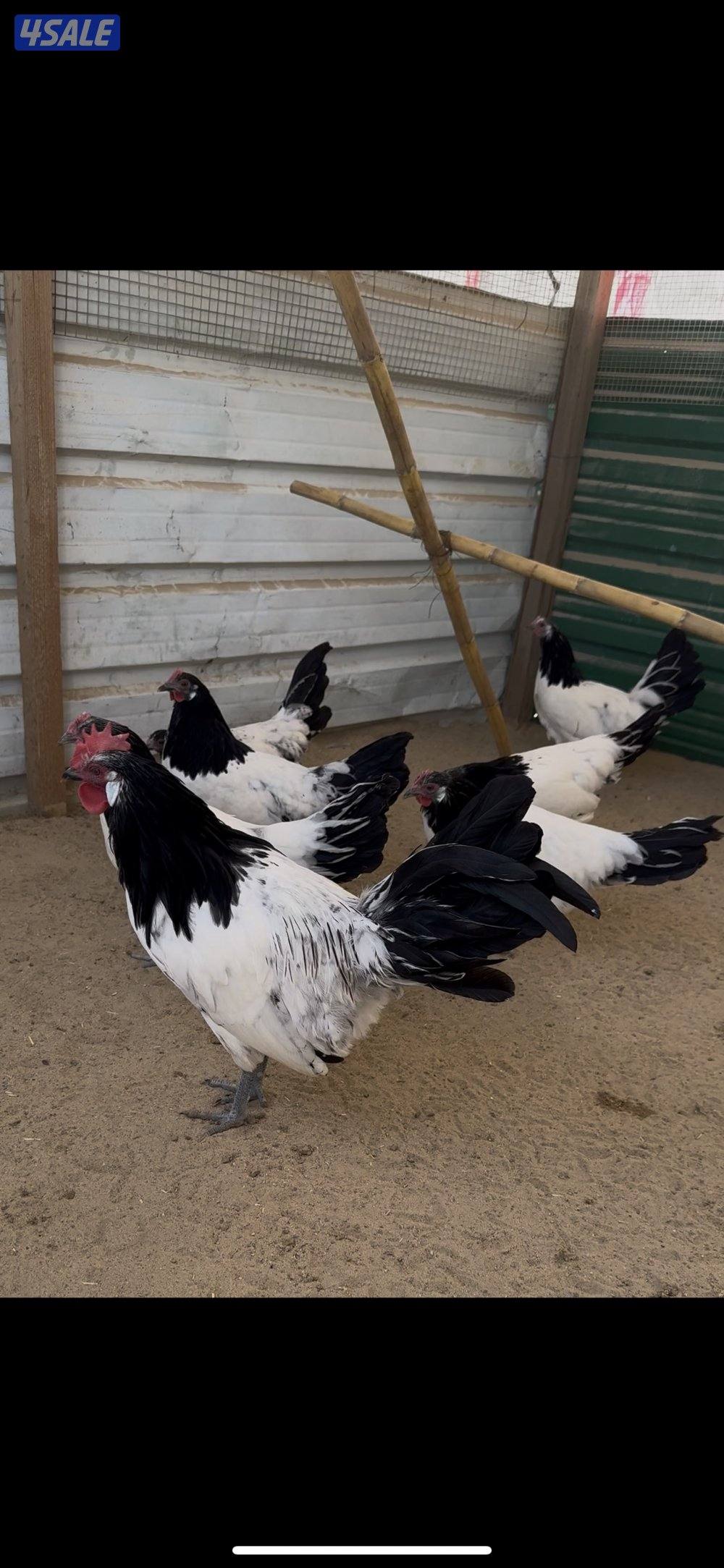 لاكنفلدر ، استرالوب فروخ بط فرنسي العمر من اسبوع الى شهر1