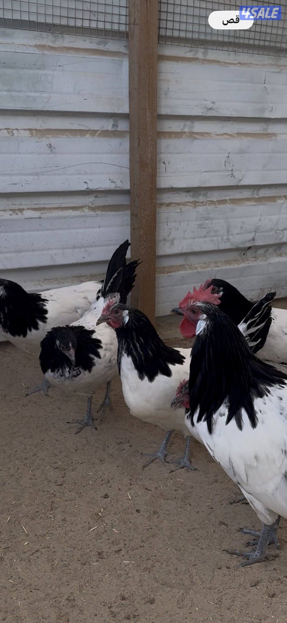 لاكنفلدر ، استرالوب فروخ بط فرنسي العمر من اسبوع الى شهر2