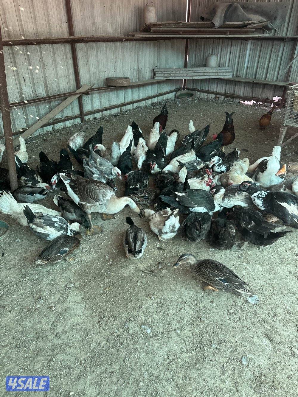 مزارع الوفرة مقابل الشرقية الاتصال واتساب فقط0