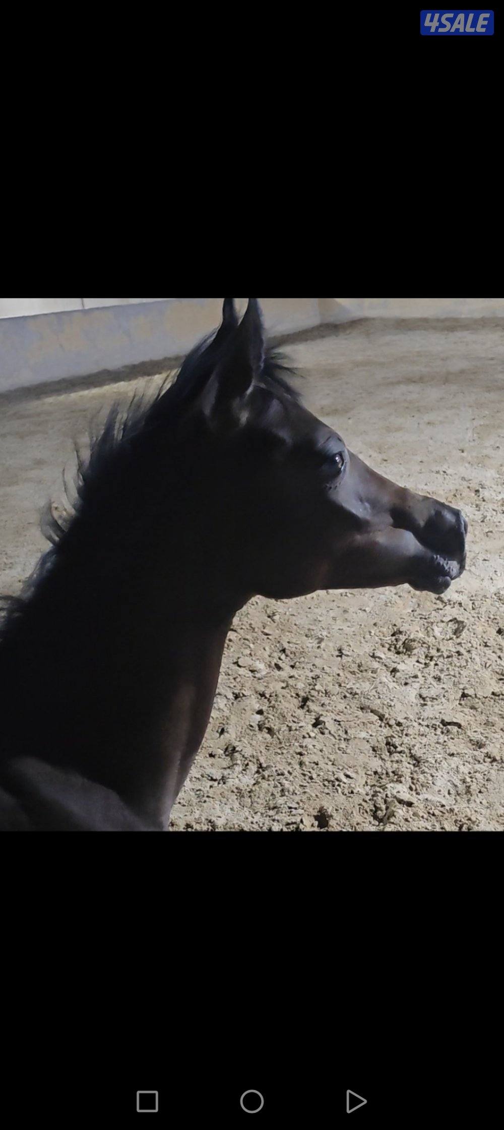 للبيع مهره مصريه بيور مميزه0