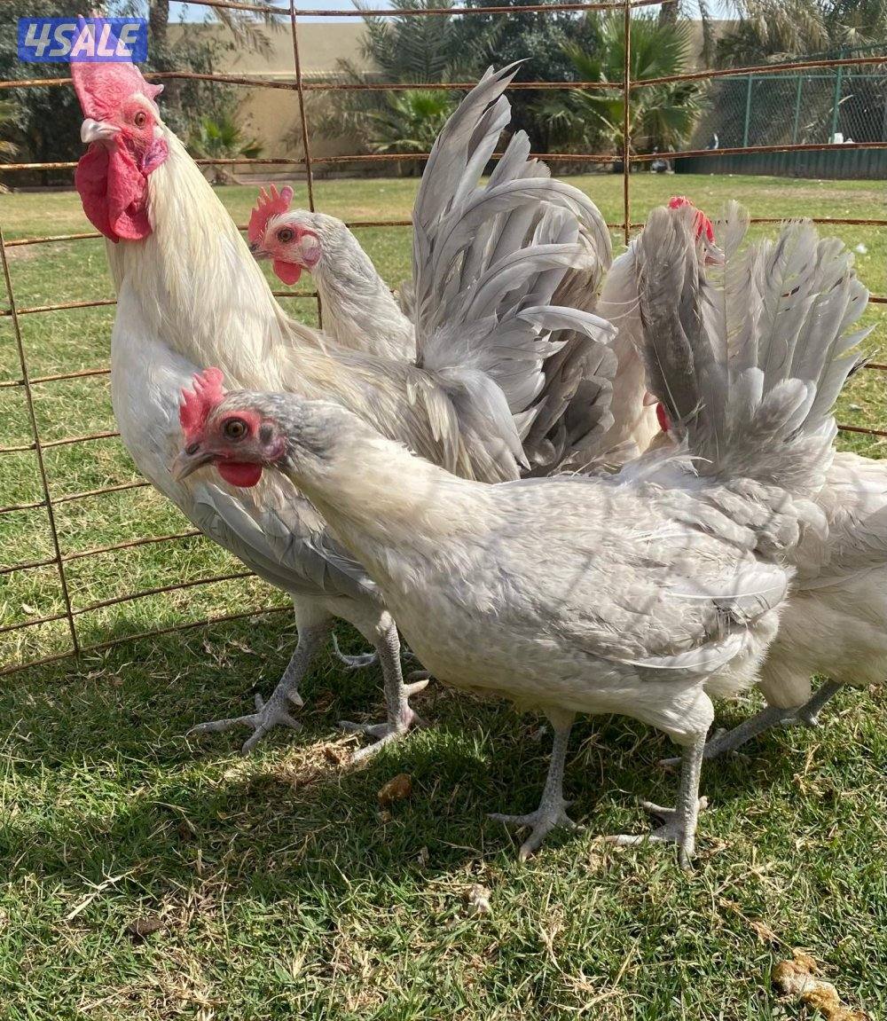 للبيع مجاميع فيومي0