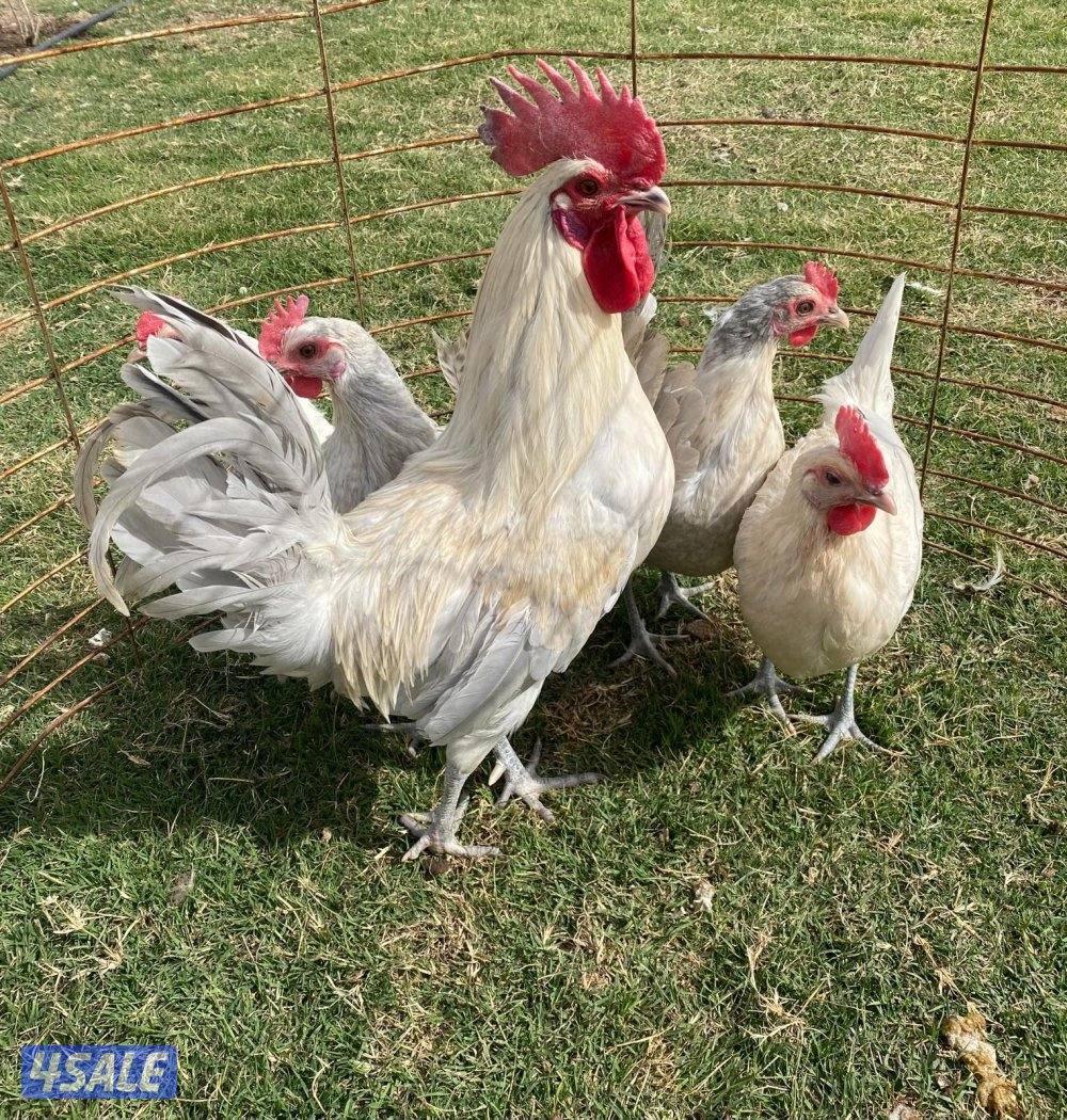 للبيع مجاميع فيومي1