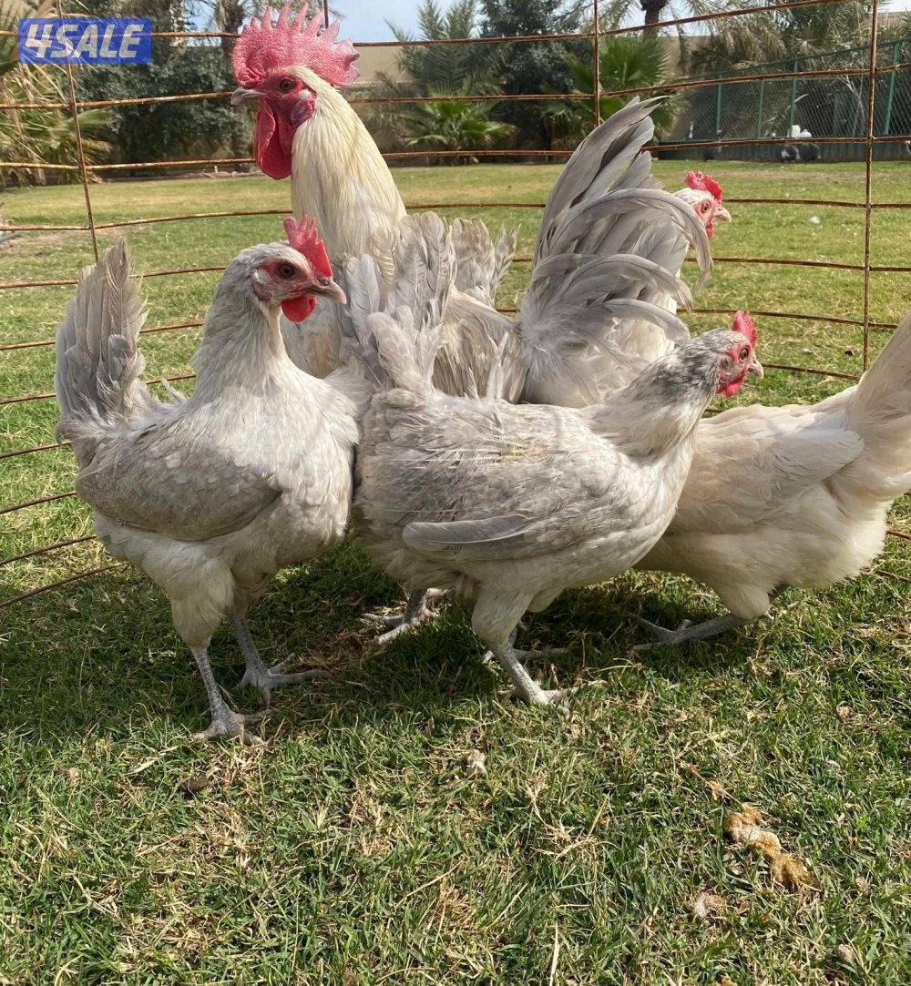 للبيع مجاميع فيومي3