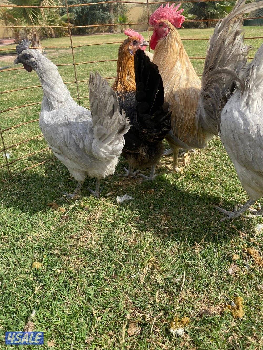 للبيع مجاميع فيومي4