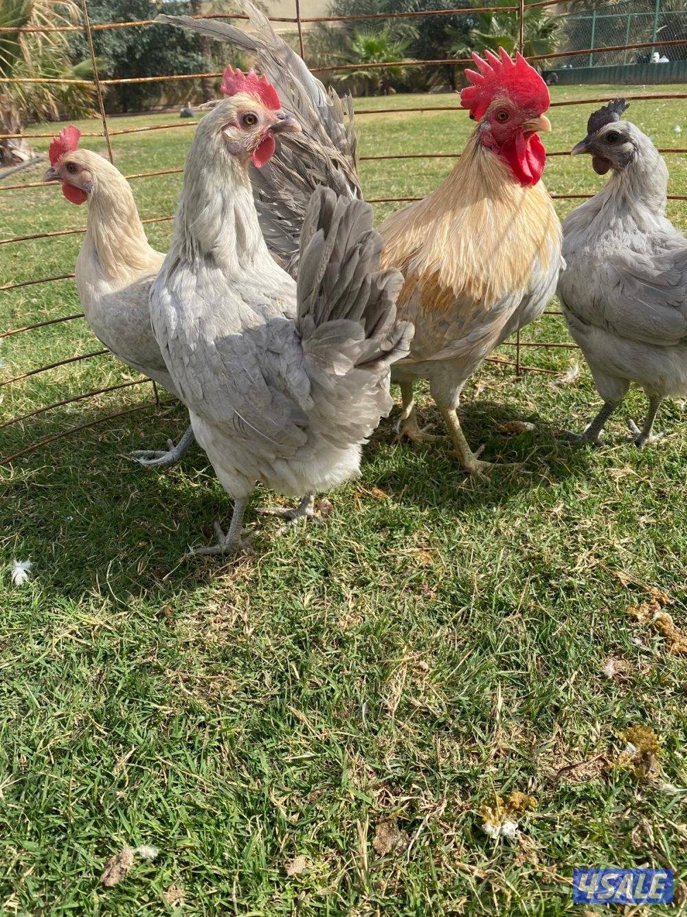 للبيع مجاميع فيومي5