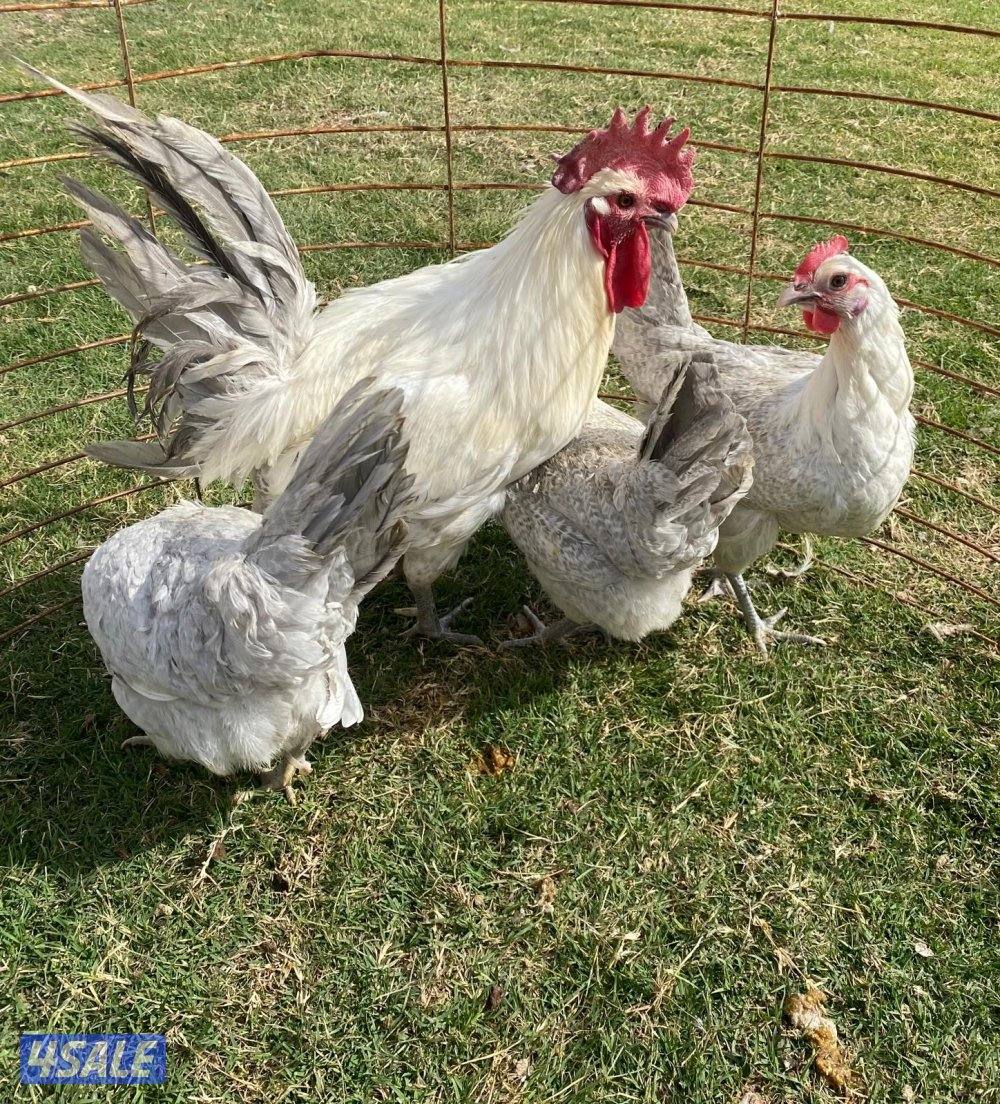 للبيع مجاميع فيومي8