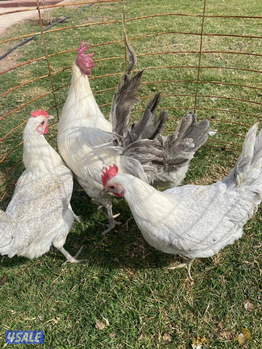 للبيع مجاميع فيومي9