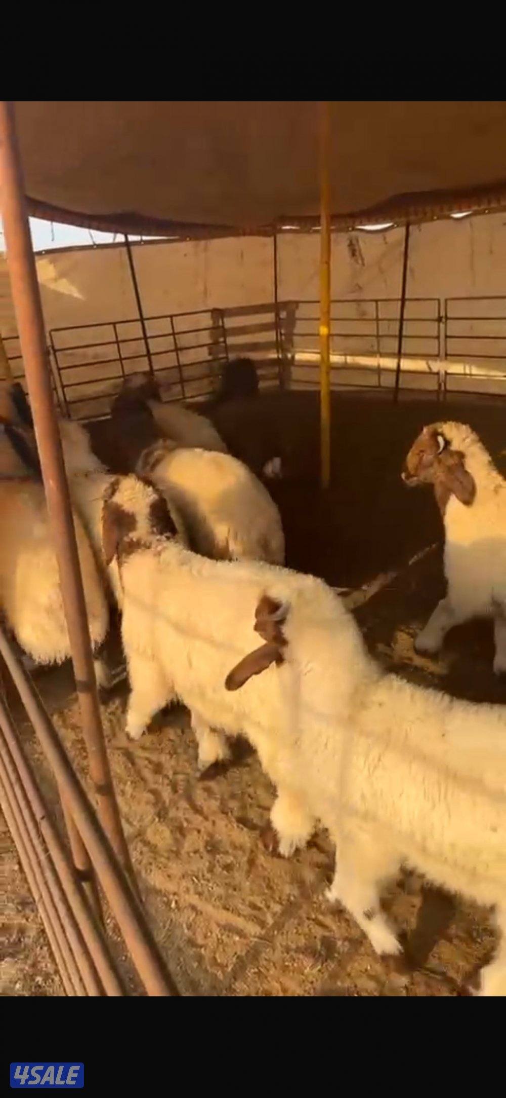 الله يعطيكم العافيه يوجد عندنا طليان محليه الإعمار 3 شهور و 4 تقريبا0