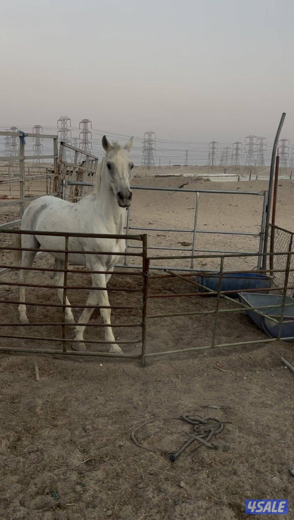 للبيع حصان واهو0