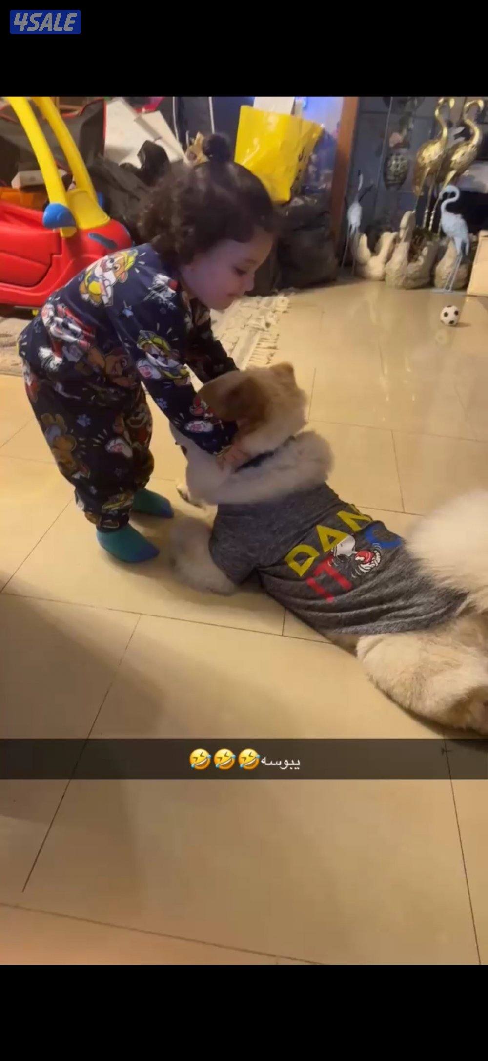 جاو جاو عمره ٥شهور اليف يلعب معه يهال مايعض كلش ومدرب يبول بره البيت0