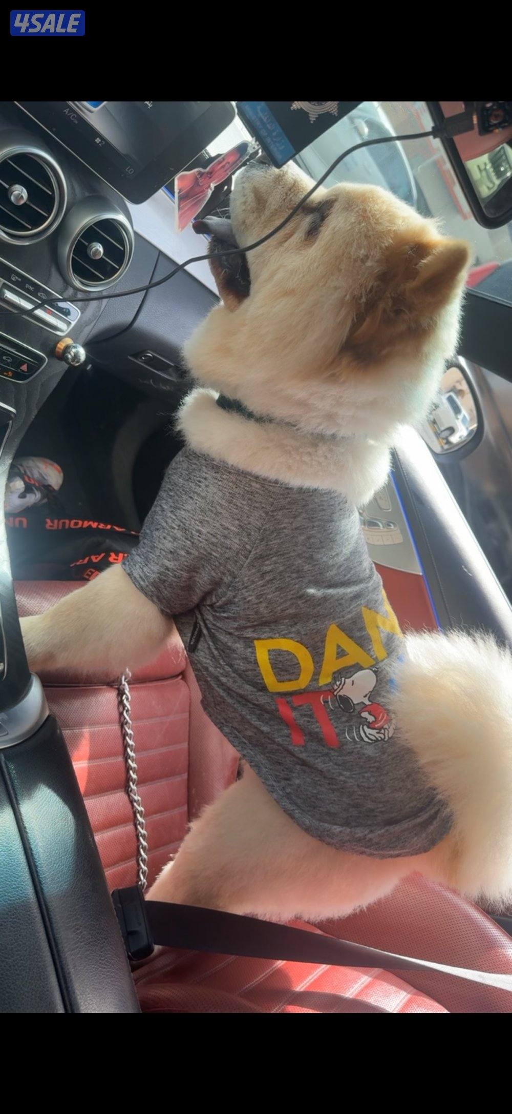 جاو جاو عمره ٥شهور اليف يلعب معه يهال مايعض كلش ومدرب يبول بره البيت1