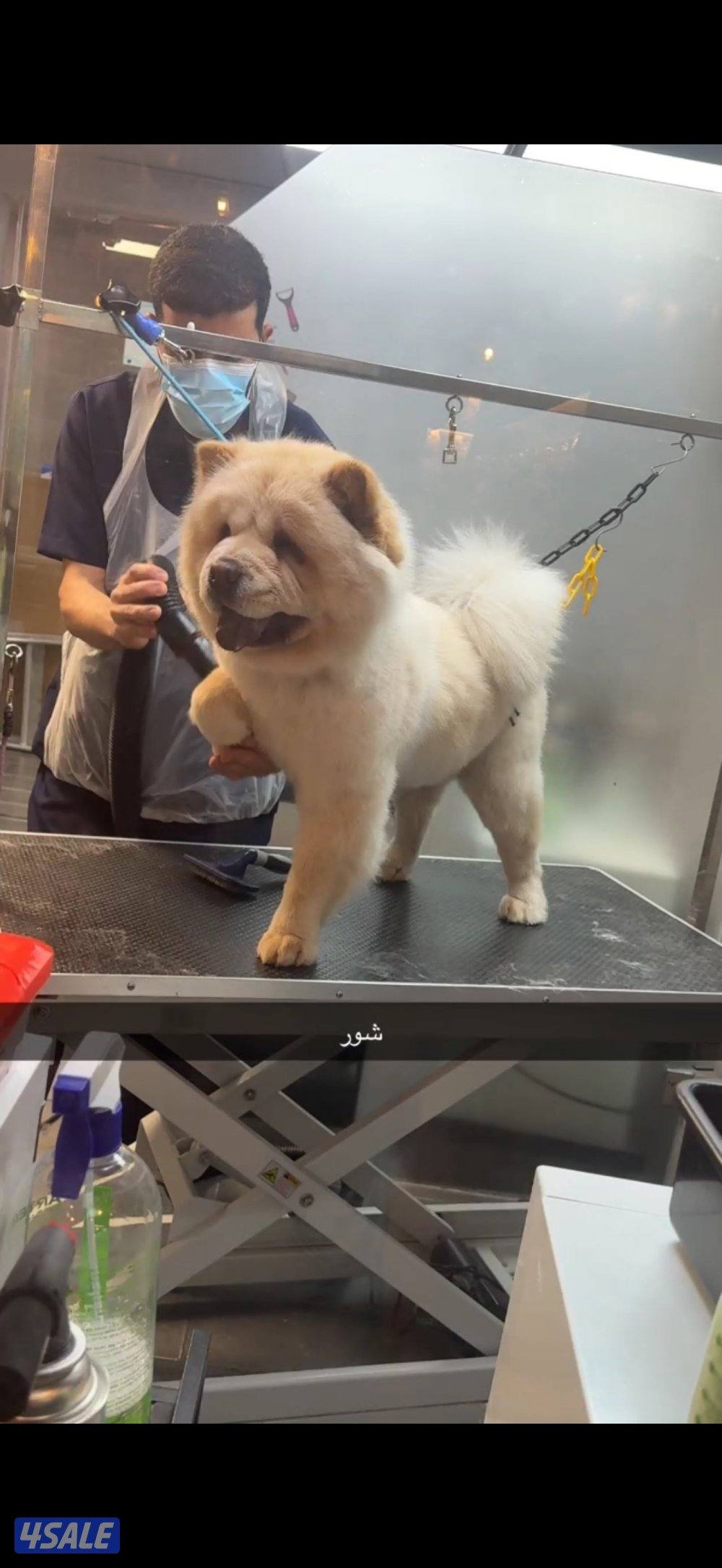 جاو جاو عمره ٥شهور اليف يلعب معه يهال مايعض كلش ومدرب يبول بره البيت2