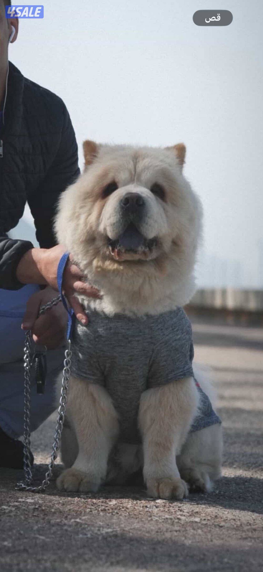 جاو جاو عمره ٥شهور اليف يلعب معه يهال مايعض كلش ومدرب يبول بره البيت3