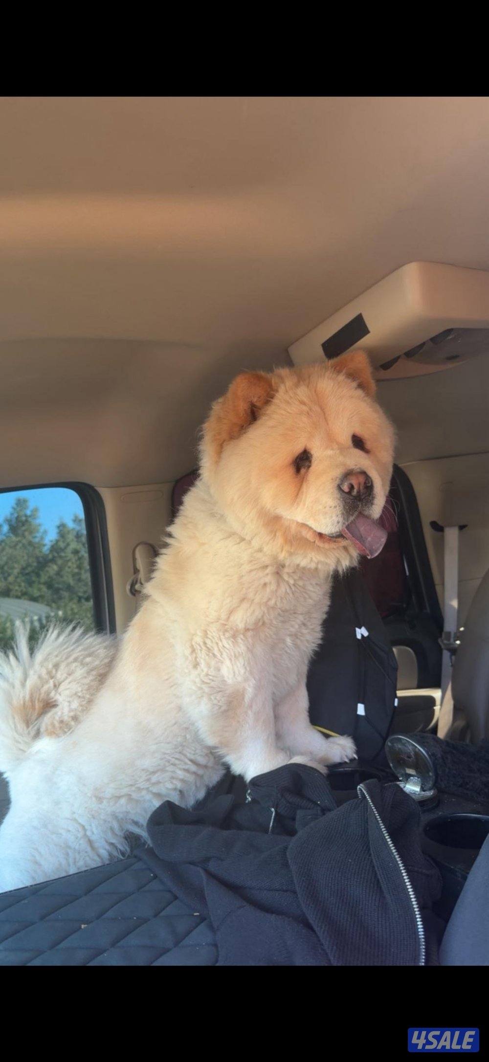 جاو جاو عمره ٥شهور اليف يلعب معه يهال مايعض كلش ومدرب يبول بره البيت4