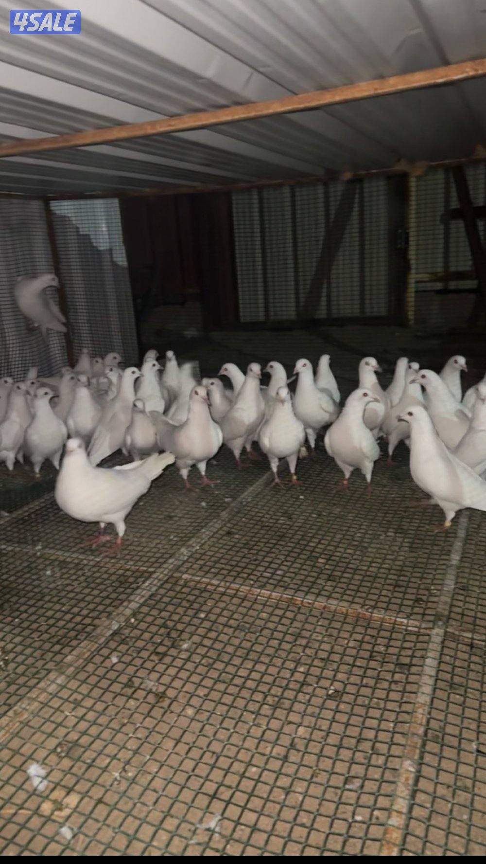 للبيع لاحم العدد450