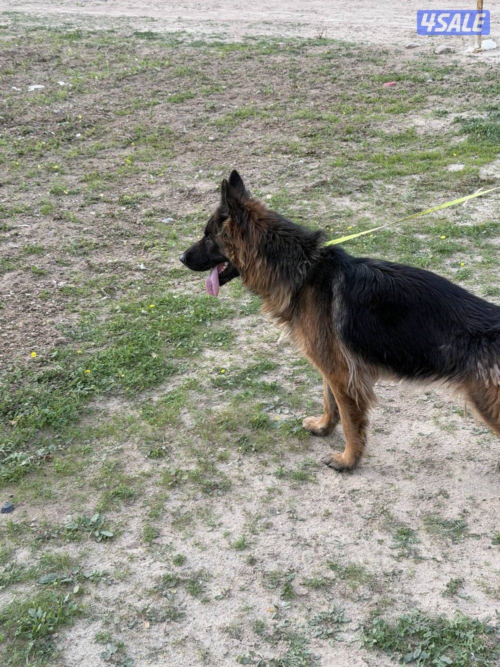 للبيع جيرمن شوبر نثيه رس طيب  استلام بالعبدلي0