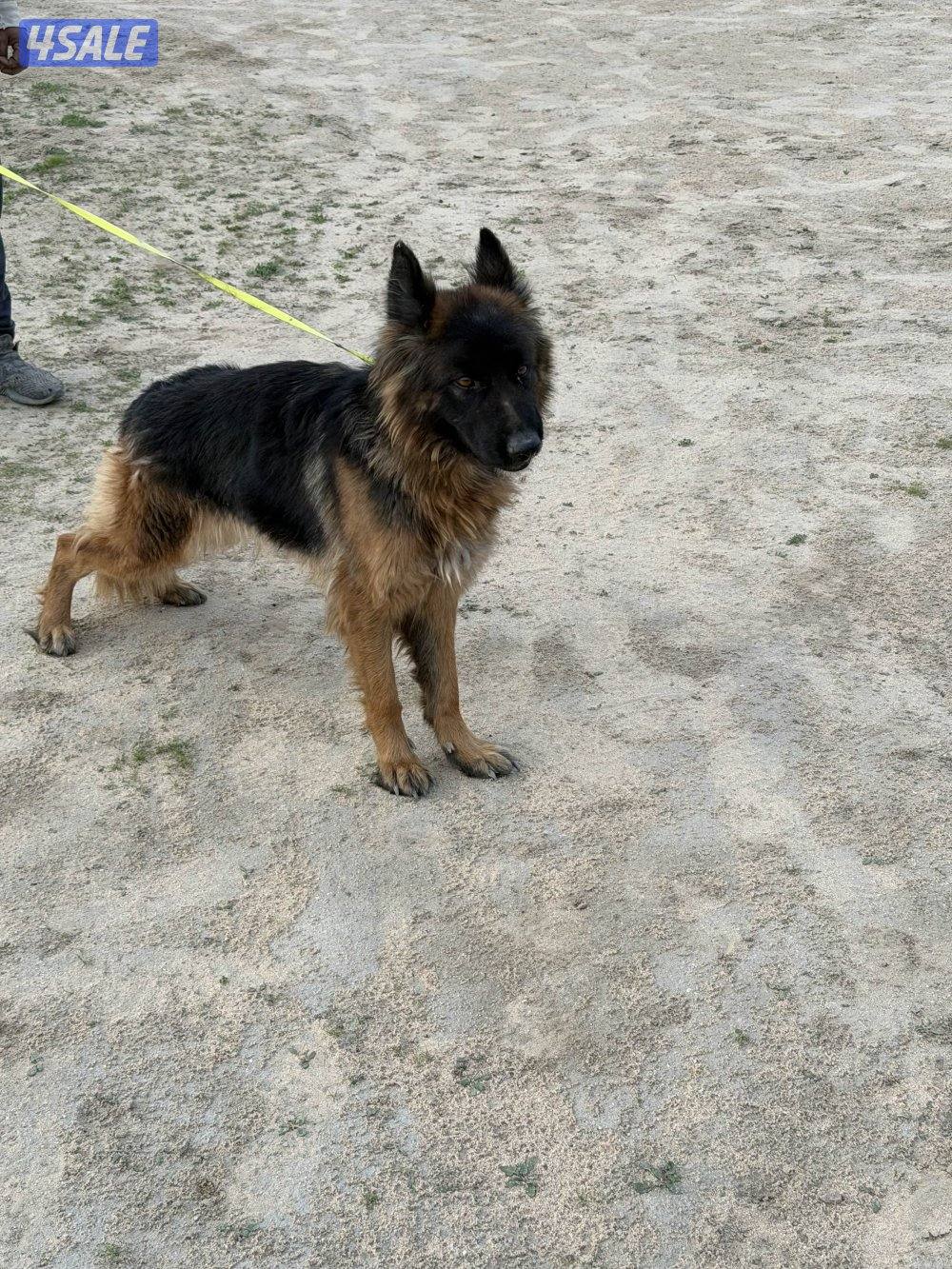 للبيع جيرمن شوبر نثيه رس طيب  استلام بالعبدلي1