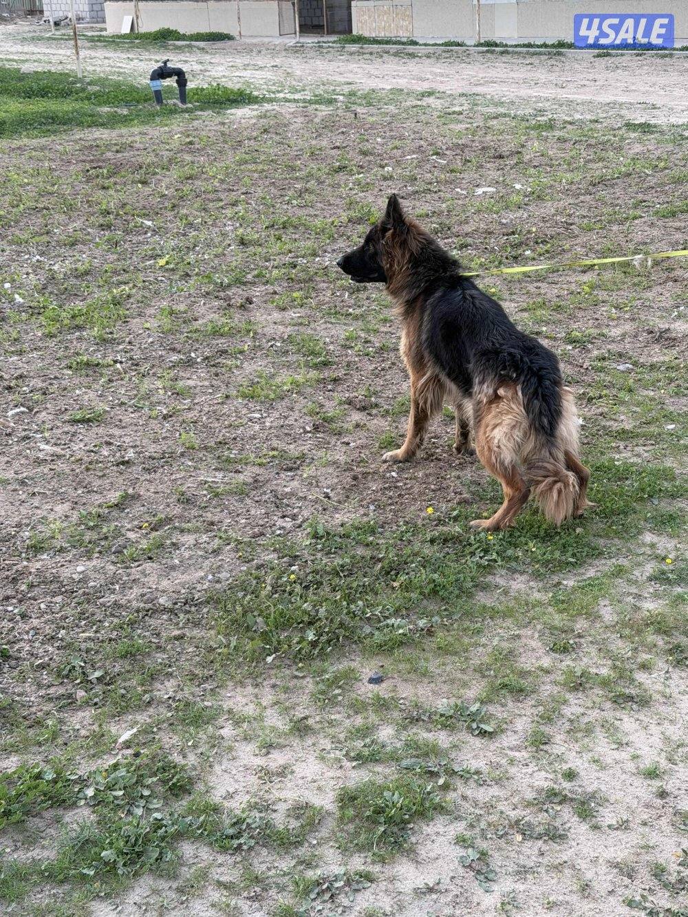 للبيع جيرمن شوبر نثيه رس طيب  استلام بالعبدلي2