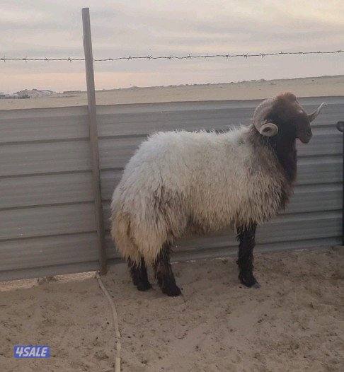 البيع فحل شرط القريع السن رباع0