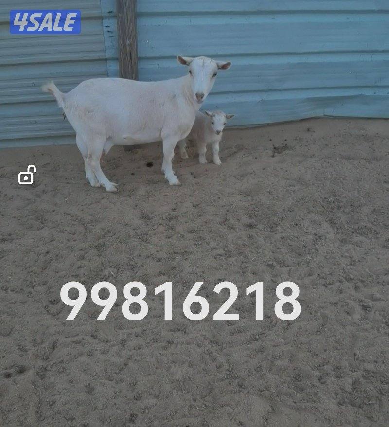 ماعز القزم مكس وجيكي1