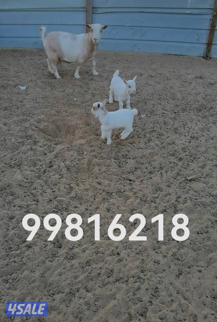 ماعز القزم مكس وجيكي2