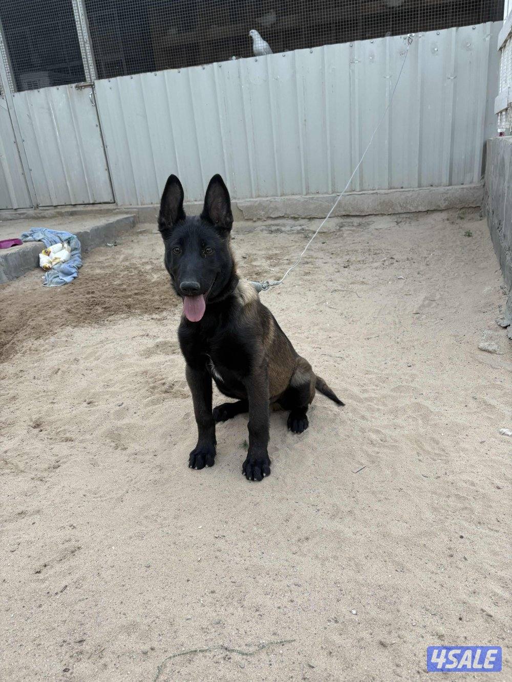 جرو مالينوا 3 شهور لون و جسم0