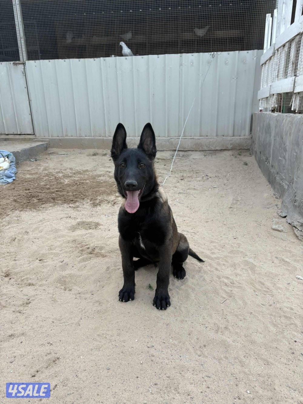 جرو مالينوا 3 شهور لون و جسم1