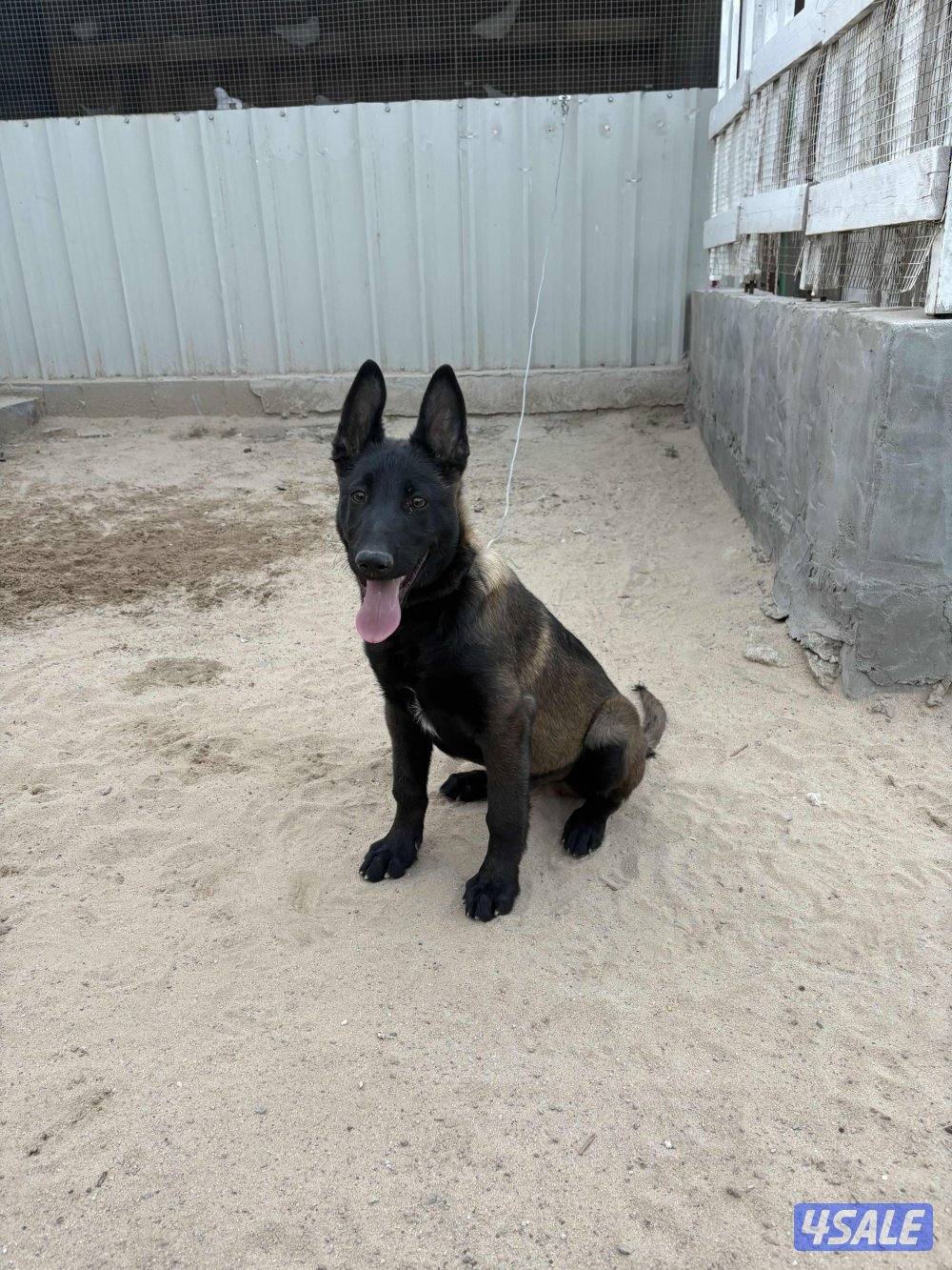 جرو مالينوا 3 شهور لون و جسم2