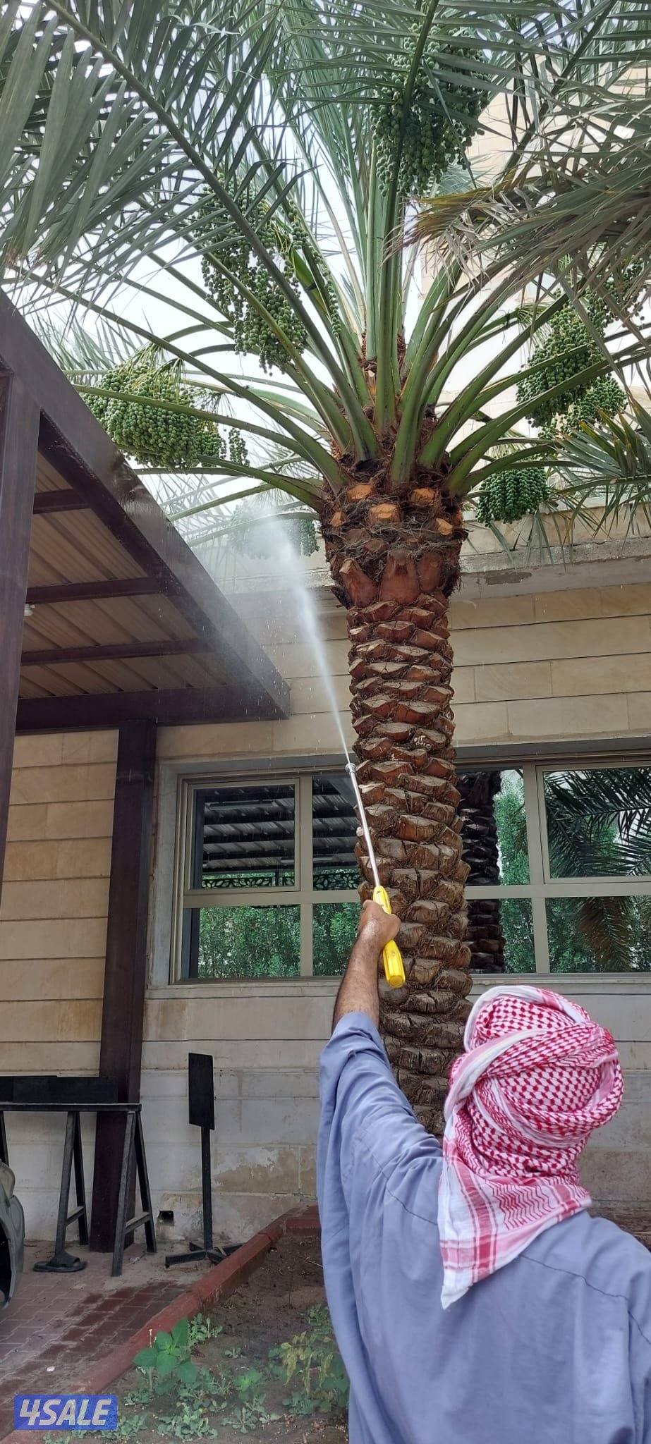 للبيع عدد 3 نخلات برحي اصليات كبار0