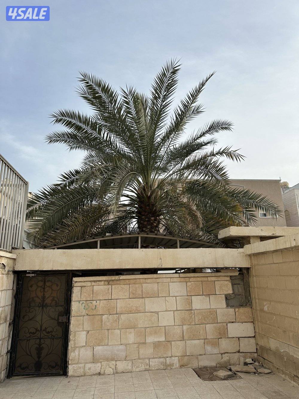 للبيع عدد 3 نخلات برحي اصليات كبار2